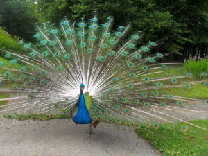 Bilde av bildekarusell